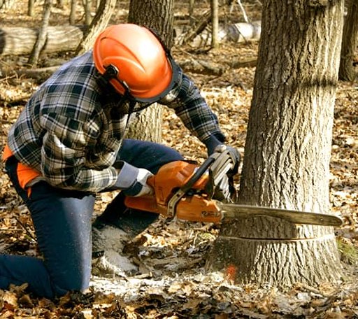 Tree Removal in Lynchburg, MO